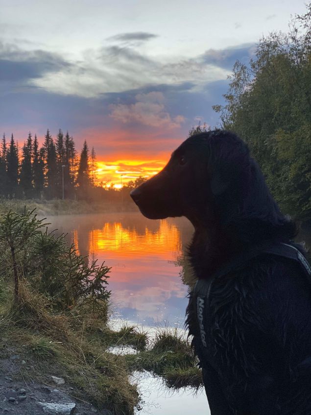 «Iver» Kalexas Loch Fender og eier Ingun Nesfeldt har nå bestått fersksporprøven og er dermed Godkjent Ettersøkshund!!
Gratulerer fra stolte oppdrettere 👏🏻🌟👏🏻