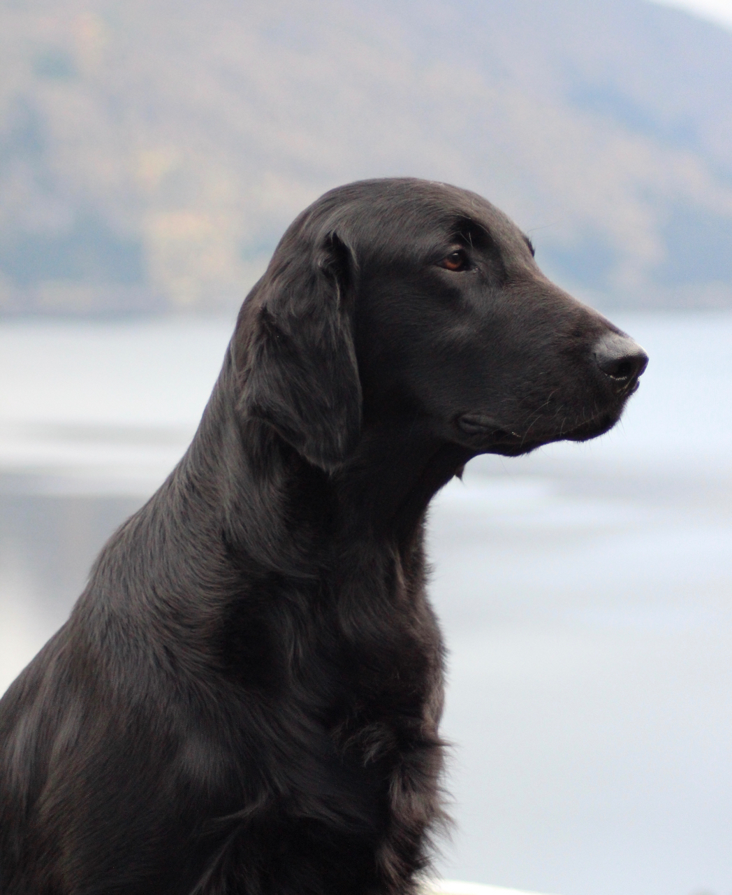 Tranny porno sotuvchi Erotik kunnilingus orgazm video