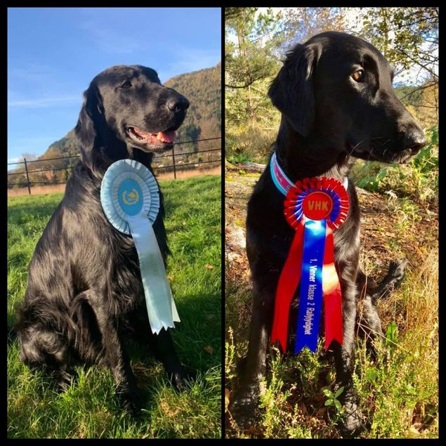 Mens vi har brukt helgen til valpefordeling har andre vært ute å representert kennelen på beste måte!

🌟Kalexas Loch Fern «Lizzie»
(CH Greenbayhill Black Tuxedo - NJV-12 Flat Garden’s Elwen XXII)
Har lørdag og søndag vært ute å konkurrert i Rally-LP kl II. Det ble første premie begge dager og klasseseier på lørdag med 200 p av 200 mulige!
Eier og fører: Sølvi Eyde Olsen.

🌟Kalexas Dundee Castle «Harry»
(Kalexas River Glenmore - NUCH SU(u)CH NL CH AMSW-16 Kalexas Carrera)
Har vært på utstilling.
Lørdag for dommer Anne Tove Strande: Exc, 2AKK, CK, 2BHK, Res.Cert.
Søndag for dommer Arne Foss: Exc, 2AKK.
Eiere: Wenche Rolland & Vidar Myhrer.

Gratulerer så mye fra stolte oppdrettere 👏🏻🌟👏🏻
