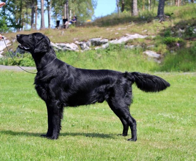 Kalexas Loch Fender «Iver» har i dag debutert i åpen klasse på utstilling. Han fikk sin Excellent premiering og dette løste ut hans to hvilende sporchampionat! Ivers nye navn er heretter NBSCH NV(F)CH RL1 Kalexas Loch Fender!
Eier og fører er Ingun Nesfeldt.
🌟❤️🌟Gratulerer så mye fra stolte og ydmyke oppdrettere 🌟❤️🌟
