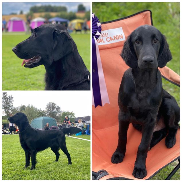 Dobbel retrieverutstilling Romedal 7-8/8-21.
Dommer Lørdag; Hanne Wiik.
Dommer søndag; Siv Sandø.

🌟N BS CH Kalexas Loch Ciaran «Kembo»
Excellent AK begge dager.
Eier Stig Fladen

🌟Kalexas Devil’s Dyke «Robin»
Lørdag; 4-6 mnd. Nr 2 med HP.
Søndag; 4-6 mnd. Nr 2.
Eier Ingun Nesfeldt

📷Ingun 🤗