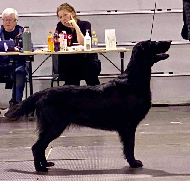 NRK avd Bergen.

Dommer: Rasespesialist Nina Skjelbred, N.

Flott å sitte hjemme og skåle for fantastiske resultater i Bergen!

🌟Kalexas Loch Anna «Anna»🌟
(CH Greenbayhill Black Tuxedo / Flat Garden’s Elwen XX)
1 Open Class, CK, 1 BTK, CERT, BIR og BIS-3
Fôrvert: Ingrid Heggen

🌟🇳🇴Kalexas River Glenmore «Glen»🇳🇴🌟
(CH Steelriver Blazin Hot At Blacktoft / Flat Garden’s Elwen XXII)
1, BKK, CK, 2 BHK, CERT, BIM Bruks. NUCH!

🌟Kalexas Devil’s Dyke « Christoffer Robin»🌟
(CH Clandrift Dark Legend / Kalexas River Nith)
Best Male Puppy 4-6 mth. BIM Puppy.
Eier: Ingun Nesfeldt

🌟NOBCH NV(F)CH Kalexas Loch Ciaran «Kembo»🌟
(CH Greenbayhill Black Tuxedo / Flat Garden’s Elwen XXII)
Excellent, 3 AKK.
Eier: Stig Fladen

🌟NOBCH NV(F)CH Kalexas Loch Fender «Iver»🌟
(Greenbayhill Black Tuxedo / Flat Garden’s Elwen XXII)
Excellent, 4 AKK.
Eier: Ingun Nesfeldt.

