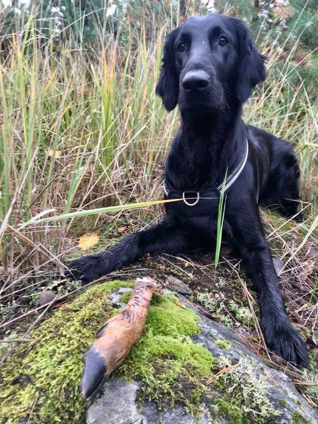 🌟RLI RLII Kalexas Loch Fern «Lizzie»🌟
(CH Greenbayhill Black Tuxedo / NJV-12 Flat Garden’s Elwen XXII)

Lizzie med sin eier og fører Sølvi startet dagen med en bevegelig blodsporprøve. Dette var Lizzies andre start og hun fikk sin andre 1 pr!
Dette må kunne kalles en fin start på dagen 😄

🌟🥂Gratulerer så mye fra stolte oppdrettere🥂🌟
