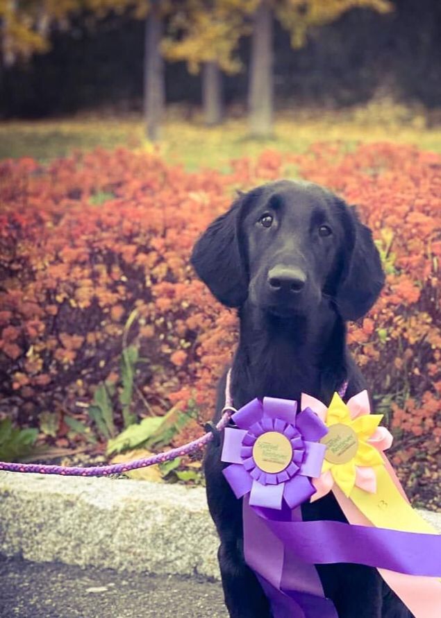🌹Kalexas Never Let Me Down Again «Stella Rose»🌹
Har i dag debutert på utstilling i Sverige. Hun ble beste tispevalp med HP. Hun hentet så hjem sitt andre BIR av to mulige og ble til slutt BIS-5!
Eier er Mari Stine Johansen, Kennel Arminzeras.
❤️🌟Gratulerer så mye fra stolte oppdrettere🌟❤️