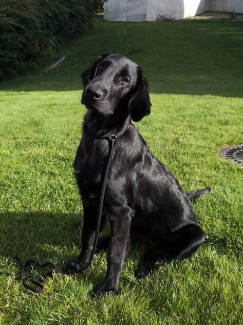 ⚡️✨Kalexas Seven Sisters «Frida»✨⚡️
(CH Clandrift Dark Legend - Kalexas River Nith)

10 mnd ung har hun debutert på bevegelig blodsporprøve. Med eier Kari Melberg i snøret gikk hun inn til en super 1 pr!! 
For en debut på sporkarrieren dere har fått!
⭐️🙌🏼Gratulerer så mye fra stolte oppdrettere 🙌🏼⭐️