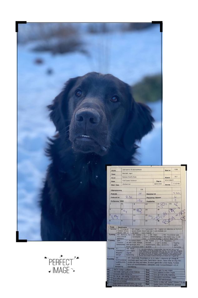 ✨🥇«Christoffer Robin» Kalexas Devil’s Dyke🥇✨
(CH Clandrift Dark Legend x Kalexas River Nith)

RampeRobin har i dag debutert i Rally-lydighet på Lillehammer brukshundklubb sin prøve.
Det gjorde han med en god 1 pr og dermed er første nappet til mellomtittel i boks!
Eier og fører er Ingun Nesfeldt.

🥳🥂🥳Gratulerer så mye fra stolte oppdrettere 🥳🥂🥳
