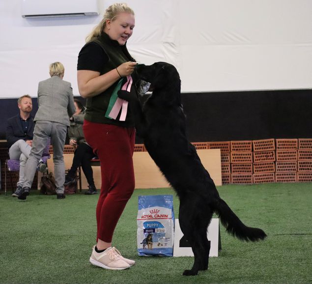 NRK avd Bergen 24/4-22.
Dommer Frode Jevne, N.

🌼 Kalexas Lotus Elise «Sara»
(Kalexas Mini Morris x Kalexas River Dee)
Debuterer i ringen i dag med en super kritikk og blir BIR Valp i hard konkurranse med seg selv. Hun fikk også med seg BIS-4 hjem.
Elsket av Kennel Kalexas og Ingrid Heggen.

🌼NUCH Kalexas Balmoral Castle «Magnus»
(CH Kalexas River Glenmore x CH Kalexas Carrera)
2CHK, CK, 3 BHK.
 
🌼 NORD UCH NLCH AMSW-16 Kalexas Carrera «Märtha»
(CH Inkwell’s Final Guess x CH Flat Gardens Miia XXI)
1 VETK, CK, 3 BTK, Beste Veteran og BIS-2 Veteran.

🌼NBSCH NV(F)CH Kalexas Loch Ciaran «Kembo»
(CH Greenbayhill Black Tuxedo x NJV-12 Flat Garden’s Elwen XXII)
Exc, 2 AKK
Eiet av Stig Fladen.

🌼Kalexas Where’s The Revolution “Luna”
(Arminzera’s King Dave of Basildon x Kalexas Glamis Castle)
VG, Jk.
Eiet av Monika Kvalavåg Støldal og Arne Støldal

🌼Kalexas Glenlossie “Malaika”
(CH Kalexas River Glenmore x Caci’s Posh For Flat Garden)
VG, AK.
Eiet av Monika og Arne.

Tusen takk for en fin helg i Bergen med godt selskap 🥂🥂
Og nok en gang takk til alle som stiller opp og hjelper oss!
Kathrine, frøken one of a kind 🫶🏻
Ingrid, Som holder orden på hele sirkuset 🫶🏻
Jostein, som tar Märtha i BTK 🫶🏻