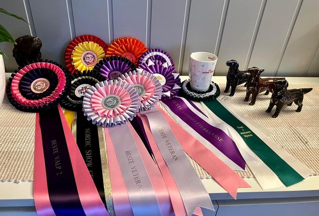 🌟Magnus øyenlyst og re-gonioskopert uten anmerkninger. 

🌟Nenna og Pepper HD- og AD røntget med A-hofter og 0 på albuer. 

🌟Tre avkom etter Glen hos Kennel Covestead er røntget med A-hofter. 

🌟Lizzie NBSCH. 

🌟Kembo nr 3 på Rogalandsmesterskapet i blodspor. 

🌟 Og masse gode resultater på utstillinger.