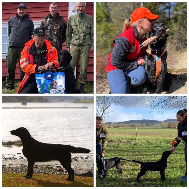 Veldig hyggelig å sitte hjemme å ta i mot gode resultater fra dyktige valpekjøpere og «barnebarn» rundt om i landet 🥰

🌟NBSCH NV(F)VH Kalexas Loch Ciaran
(CH Greenbayhill Black Tuxedo x Flat Garden’s Elwen XXII)
«Kembo» har gått blodsporprøve på Stord i dag. Det ble 83 poeng i Elite og han vant klassen!
Dyktig eier og fører er Stig Fladen.

🌟NBSCH NV(F)CH LPI Kalexas Loch Fender
(CH Greenbayhill Black Tuxedo x Flat Garden’s Elwen XXII)
«Iver» har vært på blodsporprøve i Østfold. Det ble 80 poeng og nr 6 i Eliteklassen. 
Dyktig eier og fører Ingun Nesfeldt

🌟Kalexas Never Let Me Down Again
(Arminzera’s King Dave of Basildon x Kalexas Glamis Castle)
«Stella» har vært på utstilling i Verdal. Der ble hun nr 2 i JKK med CK og en flott kritikk. 
Stolt eier og handler Mari Stine Johansen. 

🌟Barnebarnet Vilde (Team Præriens Mogop) ble nr 3 i JKK. (Libeflats Fantastisk Allerede X Kalexas River Eden)

🌟To av barnebarna hos kennel Rotaheia var også på utstilling. 
(NBSCH NV(F)CH LPI Kalexas Loch Fender X Rudskog’s Swiss Chocolate) 
Rotaheias Christmas Joy «Alo» BIM Valp 4-6 mnd. 
Rotaheias Merry Christmas Baby «Stella» BIR og BIS-2 valp 6-9 mnd.