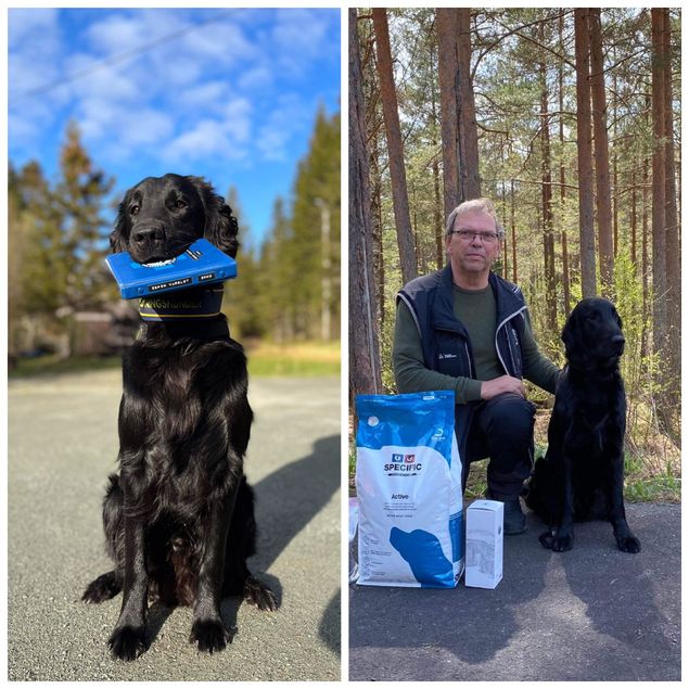 ✨«Ekko» Kalexas Long Man Of Wilmington med eier og fører Espen Varslot har i dag bestått apellen i Norske Redningshunder. Dermed er de godt i gang på veien til godkjent redningshund!

✨«Kembo» CH Kalexas Loch Ciaran med eier og fører Stig Fladen har igjen vist bakpotene på blodsporprøve og med 97 poeng av 100 mulige vant de Eliteklassen og ble prøvens beste hund for tredje helg på rad!

✨»Lizzie» CH Kalexas Loch Fern
(CH Greenbayhill Black Tuxedo x NJV-12 Flar Garden’s Elwen XXII)
har med eier og fører Sølvi Eyde Olsen vært ute i Eliteklassen i Rally-LP. I går ble de nr 6 i klassen med en 2pr, men det i dag ble litt mye rally og futt og fart og dermed en disk.

✨I Sandefjord i går ble «Scott» Fab Four’s Feel The Spirit
(CH Kalexas River Glenmore x CH Fab Four’s Free Spirit)
2 BHK med sitt andre CERT!
Eiere og oppdrettere er Anne Lise Bøhler og Anne Mette Sletthaug.

✨I Croatia i går vant «Kann» CH RonRaj It’s A Kind Of Magic
(CH Kalexas River Glenmore x RonRaj Dare to Be Chocolate)
Championklassen med Cert og R. CACIB.
Oppdretter Jasna Jeraj. Eier Tanja Sicanovic.

🥳✨Gratulerer fra stolte og ydmyke oppdrettere✨🥳

