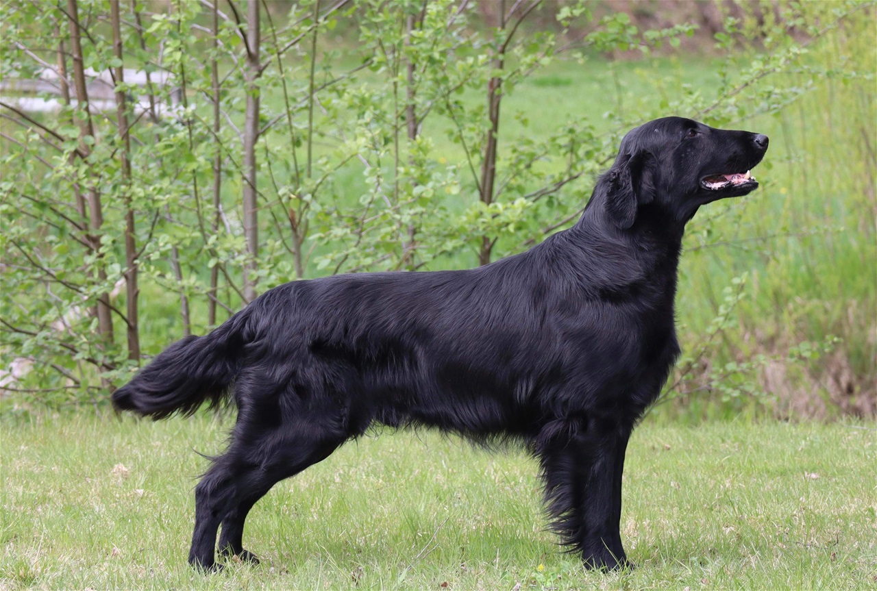 Larisa Guzeevaning porno tel. Xost: Keling, turmushga chiqaylik Keng ajralgan lablar video