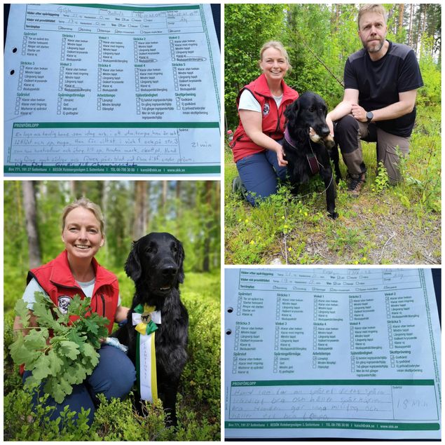 🌟🇸🇪Ny Svensk Viltspor Champion🇸🇪🌟

Ingun tok med seg gutta sine og reiste over grensen til Sverige i dag, og på første forsøk satt premieringene og «Iver» heter nå:

🌟SVCH NBSCH NV(f)CH RLI Kalexas Loch Fender🌟
(CH Greenbayhill Black Tuxedo x NJV-12 Flat Garden’s Elwen XXII)

🌟«Robin» Kalexas Devil’s Dyke🌟
(CH Clandrift Dark Legend x Kalexas River Nith)
Gikk inn til en klokkeklar 1pr i sin klasse!!!

En fantastisk prestasjon av gutta og fører og eier Ingun!!!

Stolte oppdrettere gratulerer så mye og takker for den fantastiske jobben du gjør med gutta krutt 🥂❤️❤️🥂
