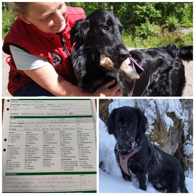 🌲🐕‍🦺🌲Nok en flott dag i sporskogen🌲🐕‍🦺🌲

«Robin» Kalexas Devil’s Dyke 
(CH Clandrift Dark Legend x Kalexas River Nith)
og Ingun Nesfeldt er fortsatt i Edsbyn i Sverige og gikk til sin andre 1 pr i dag!

«Eddie» Kalexas Coppola
(CH Toffedreams Hit The Lights x Kalexas River Dee)
Og Heidi Istad gikk sin første prøve i dag og det ble en 3 pr i AK!

Tusen takk fra stolte oppdrettere for alt dere gjør med hundene deres! ✨🥰✨
