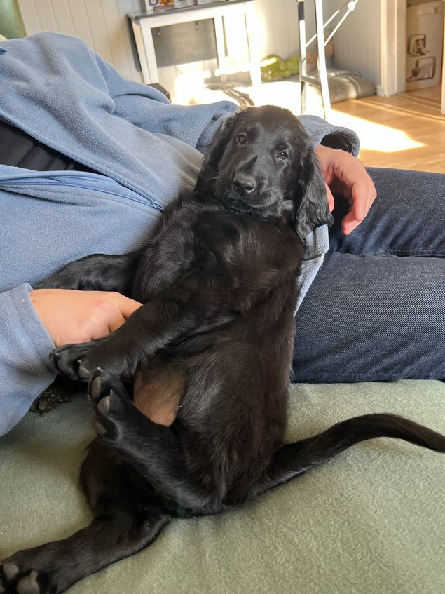 “Elsie May” Kalexas How You Hate To Be Wrong is the newest member of our little family. She has already made the couch her throne! 
