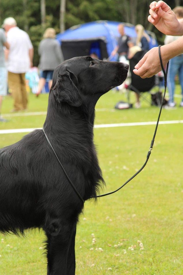 Bleiswijk - 31th International Dog show
Judge: Saskia Rathenau-Beyerman, 🇳🇱

🏵BEJC FRJC Kalexas Bentley Brooklands🏵
(Kalexas Mini Morris x Kalexas River Dee)
 Excellent, Best Junior with Junior CAC. and Res. CAC!
Owners: Stefaan de Vriese & Nancy Vercruysse, Kennel Flat Passion’s, Belgium.
And so well taken care of by Vera Ozeel.

🥳🥂🥳Congratulations from proud and happy breeders 🥳🥂🥳

Foto: Kathrine Gunstad