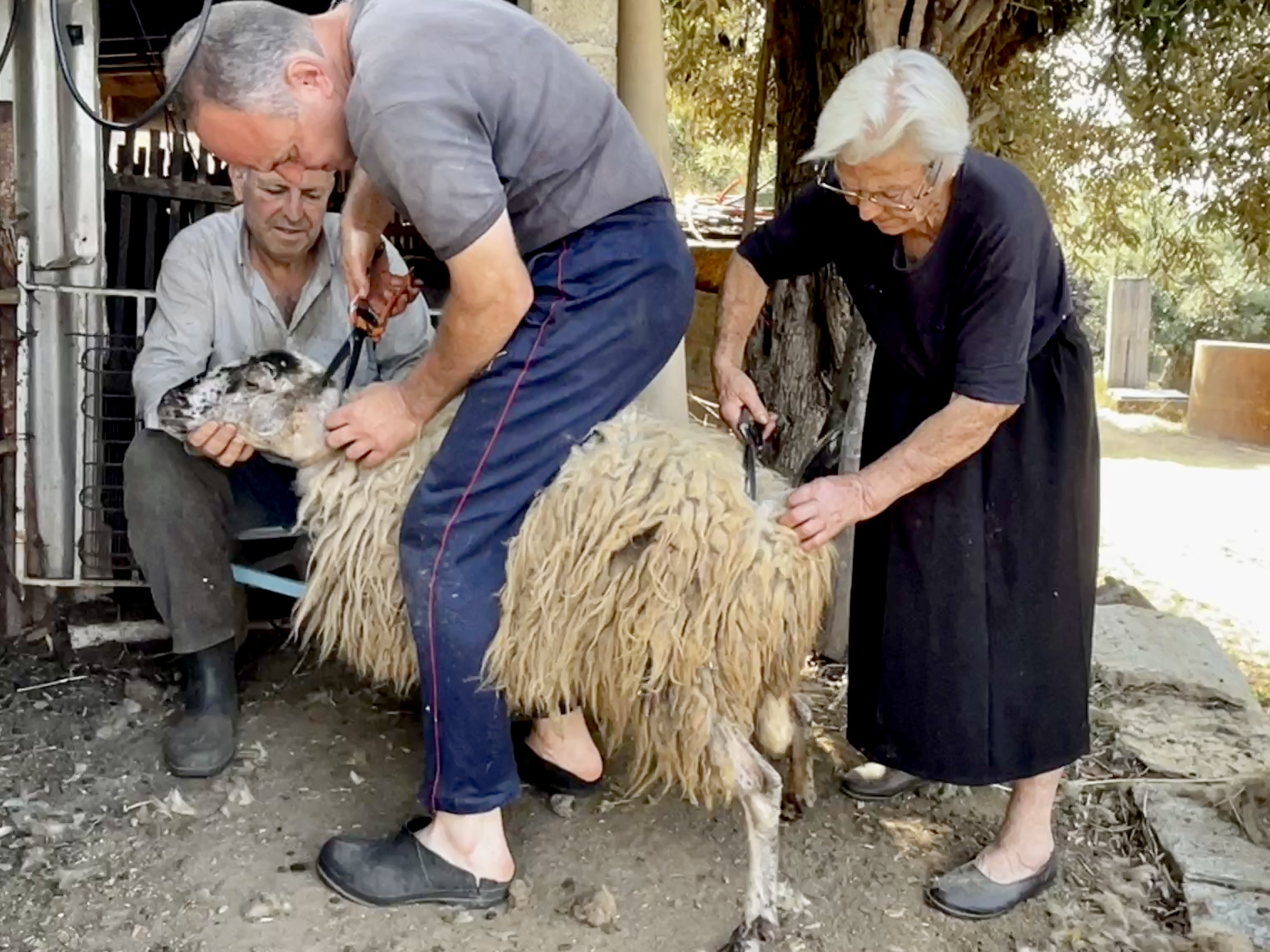 Sheep from our neighbors getting a haircut