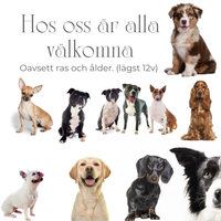 Alla hundar välkomna oavsett ras