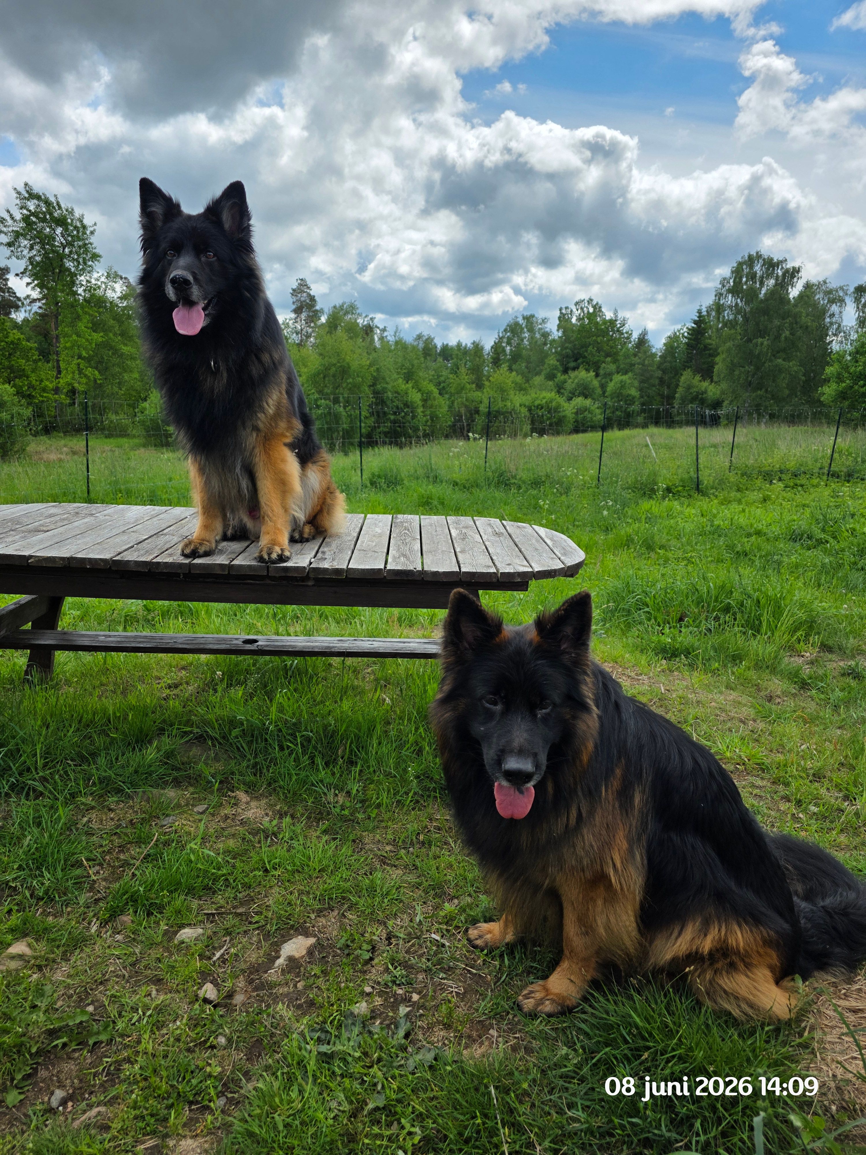 Kämparglöds Hundcenter AB galleri bild 1