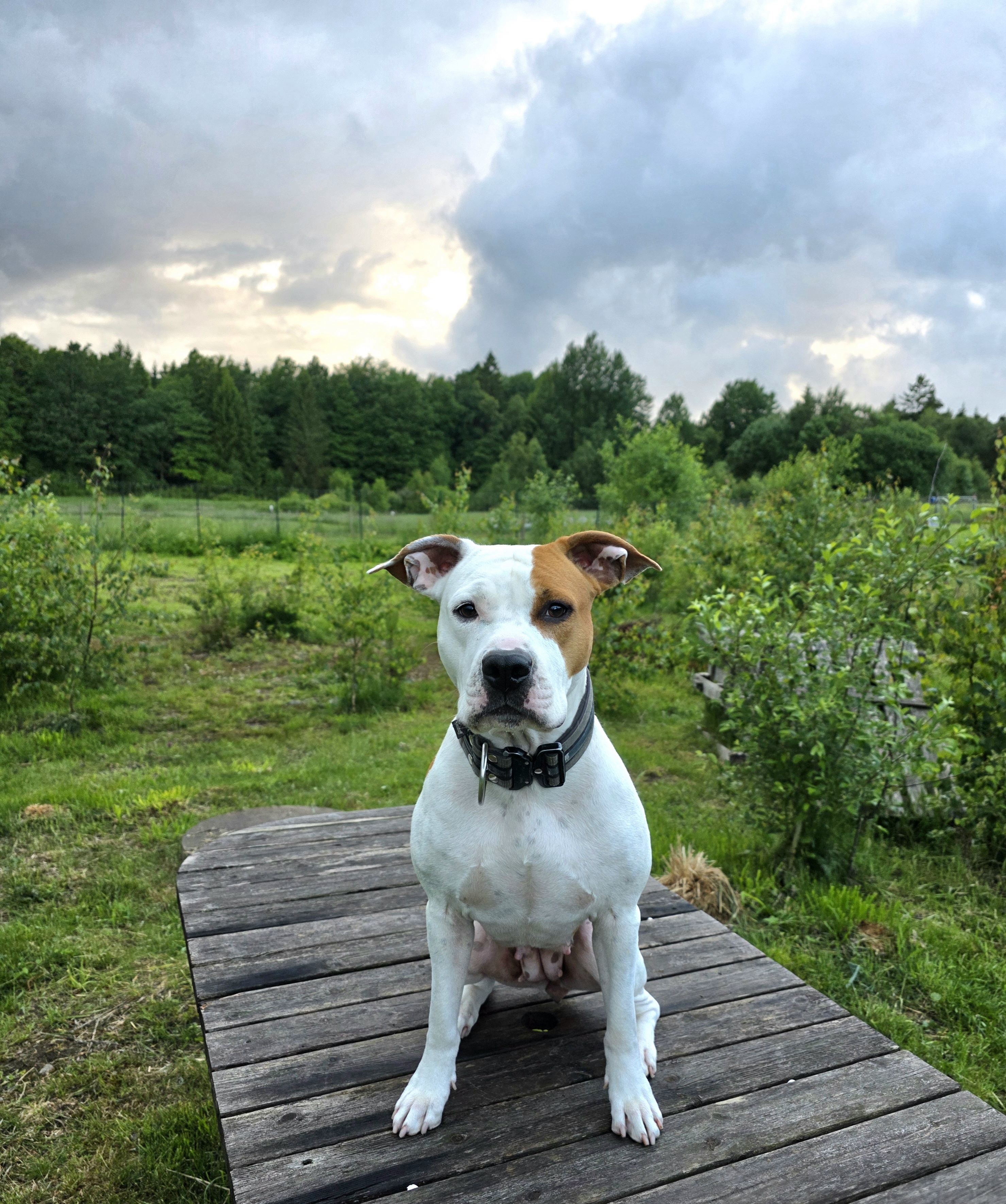 Kämparglöds Hundcenter AB galleri bild 2