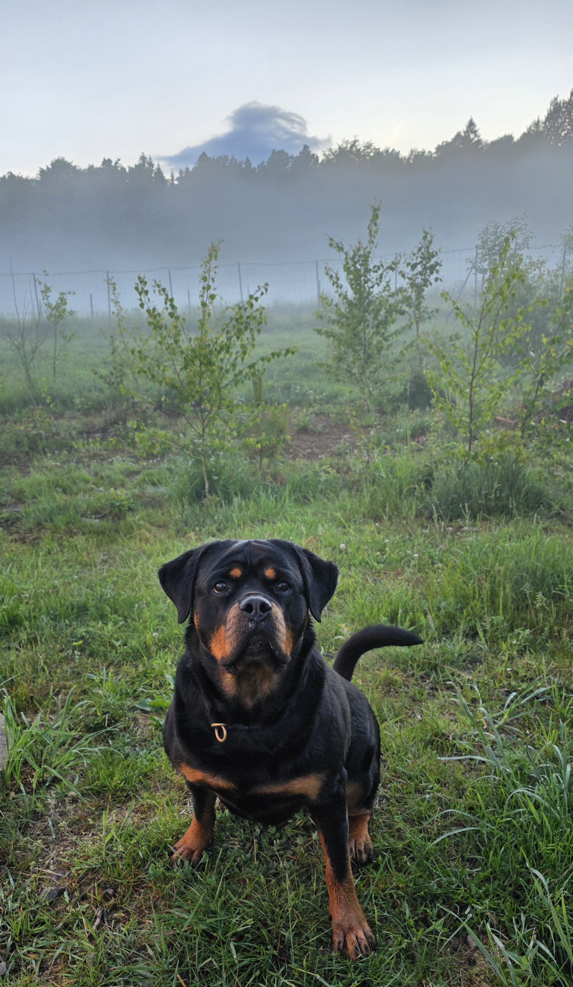Kämparglöds Hundcenter AB galleri bild 3