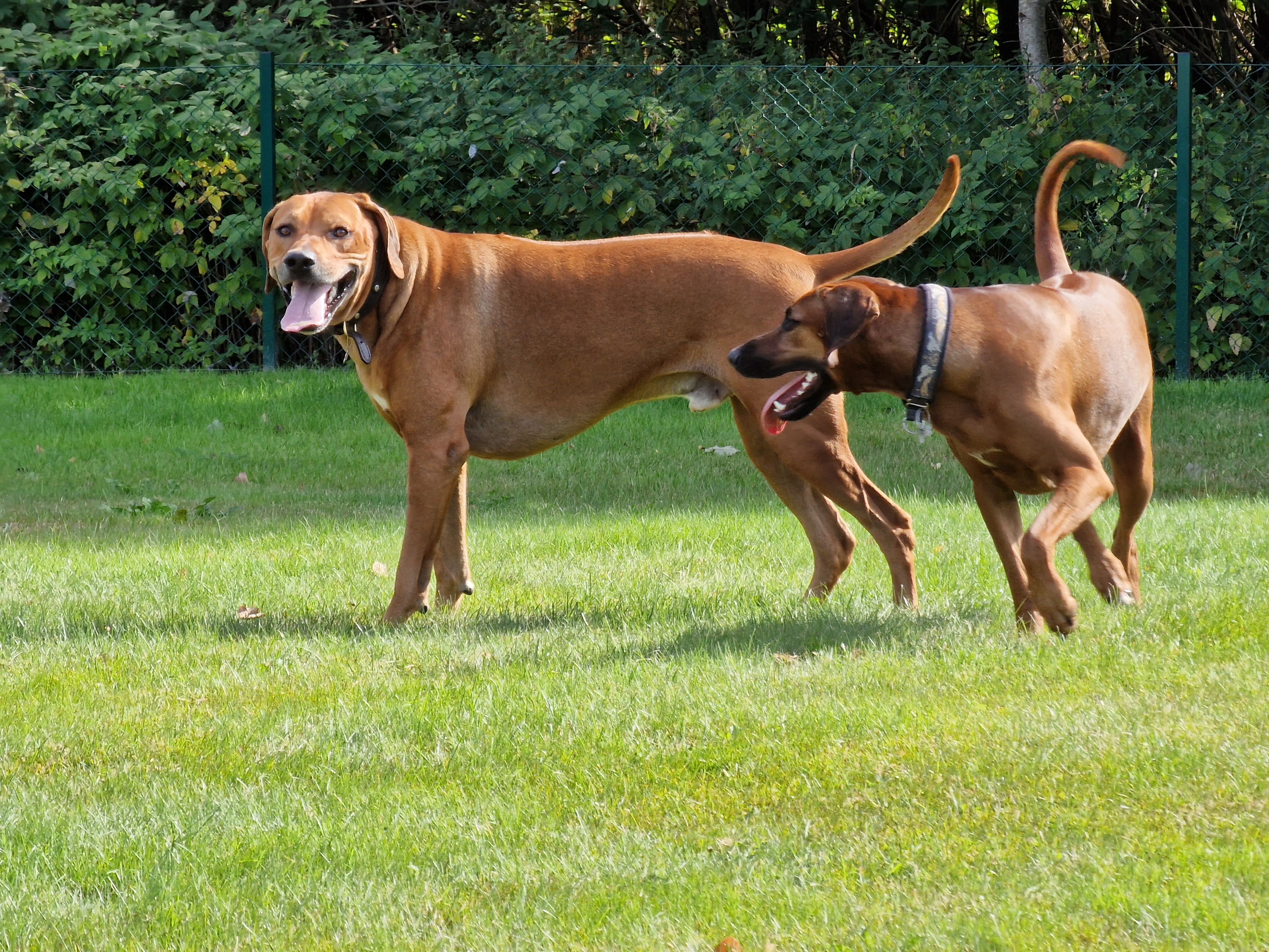 Kämparglöds Hundcenter AB galleri bild 4