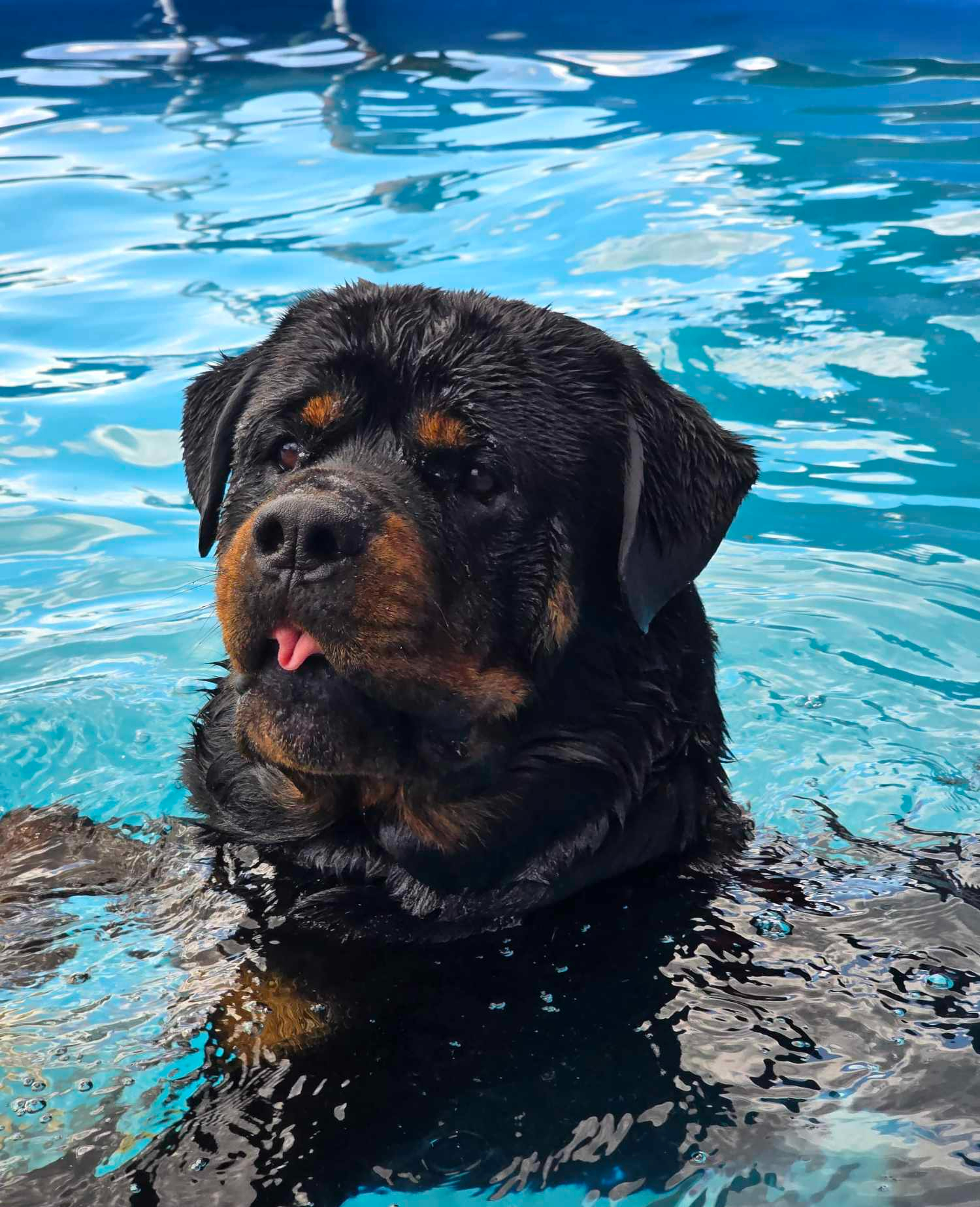 Kämparglöds Hundcenter AB galleri bild 8