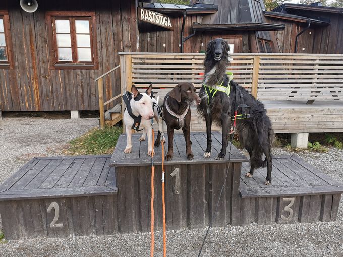 Vi ha en liten kennel i Sundsvall. Jag Malin bor med Niclas å våra tre pojkar. Vi har haft hundar hela vårat liv å allt i vårat liv kretsar runt våra hundar. Vi vill nu starta kennel å ser framemot att träffa familjer som är öppna för en nyfamiljemedlem från oss😃