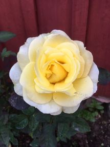 2:a sommaren som krukrosen blommar i rabatten