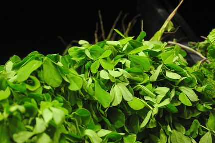 Fenugreek Leaves !!!