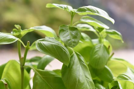 Basil a.k.a Tulsi