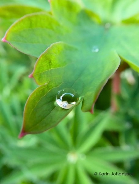 Foto på droppe i blad Foto på droppe i blad