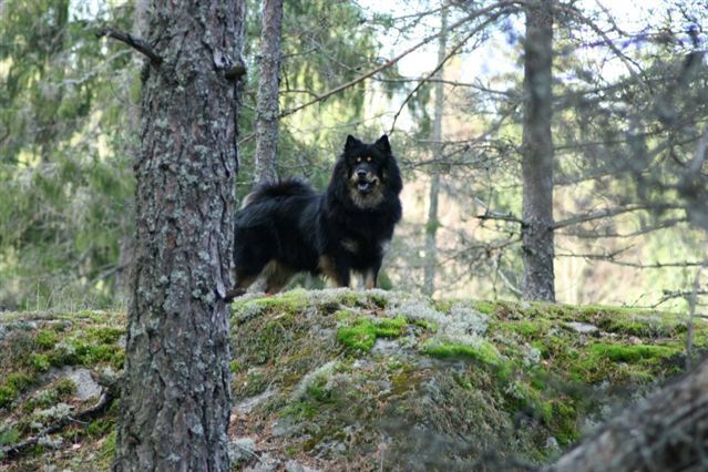 ©Karhunpesän kennel
Sivuilla käytettyjä kuvia ei saa kopioda, eikä niitä anneta virtuaalikenneleihin.