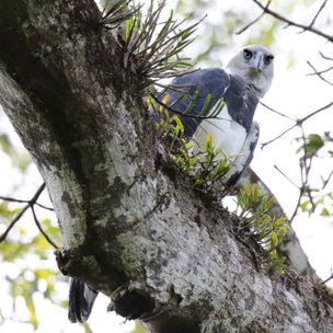 Harpy Eagle
