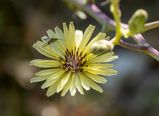 Blomma-2