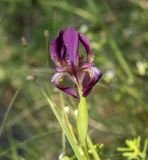 Blomma-3