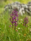 Blomma-4