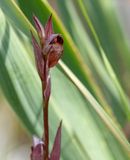 Blomma-5