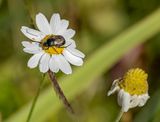 Blomma-6