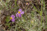 Blomma