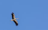 Stork