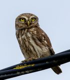 _94A6522-Förbättrat-BR