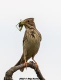 Kornsparv