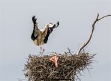 Vit stork landar på boet med mat till ungarna