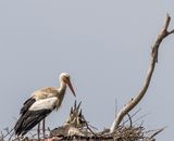 Vit stork
