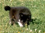Kastanjetorpets Ami