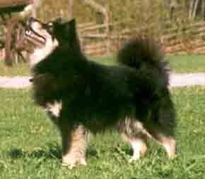 Lapinlumon Boaza Beana