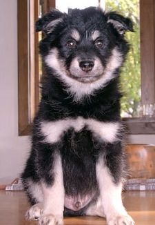Kastanjetorpets Gazzy