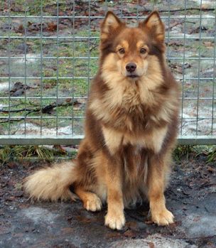 Kastanjetorpets Hurry