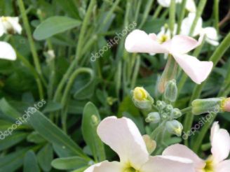 Gillyflowers