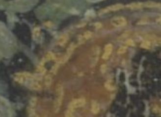The Yale Miniature (detail)